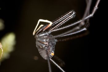 Media type: image;   Invertebrate Zoology 29267